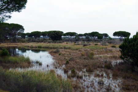 Nationalpark Donana