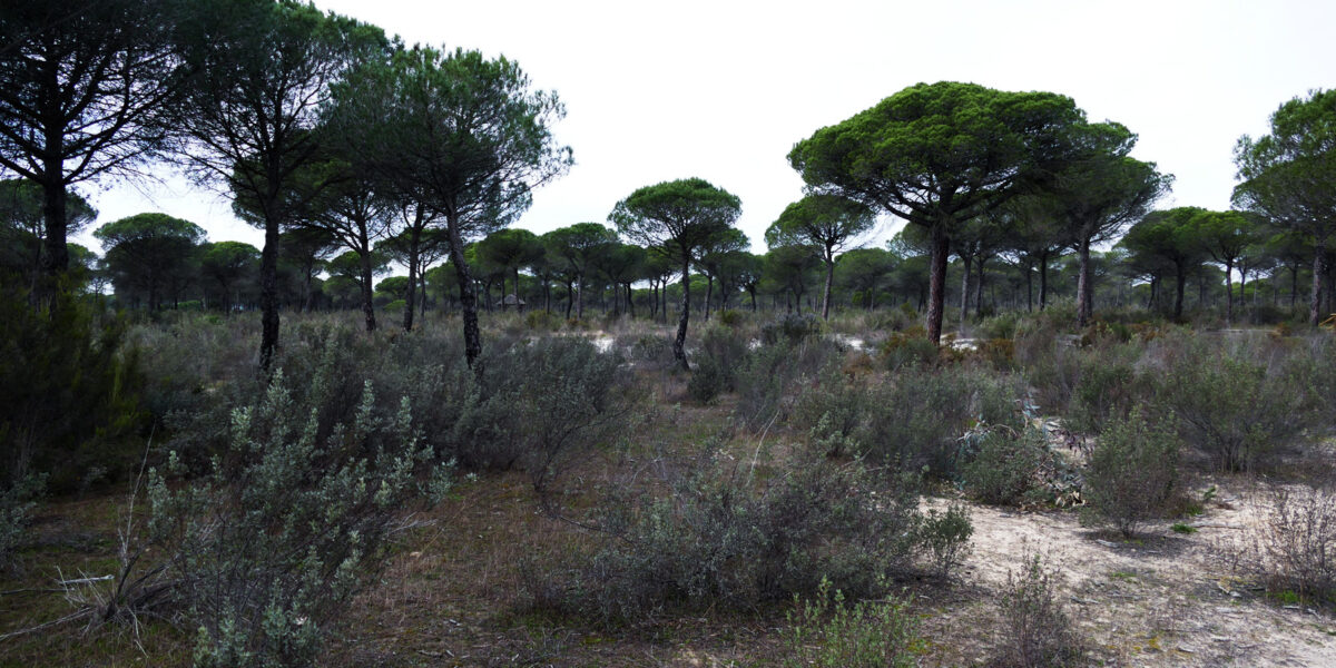 Nationalpark Donana