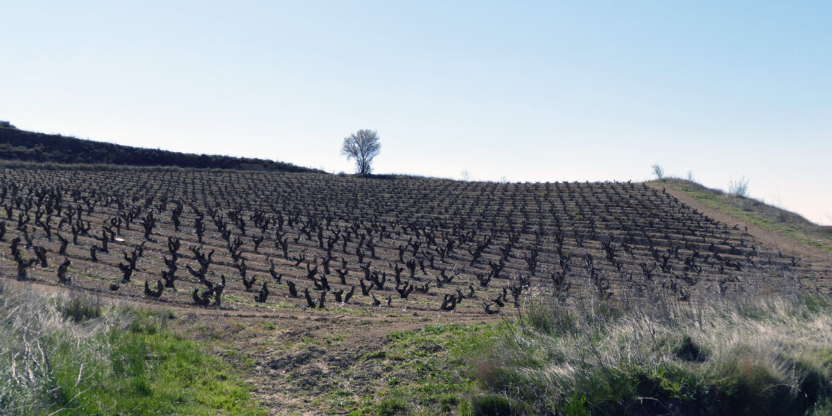 Weinberg im Rioja