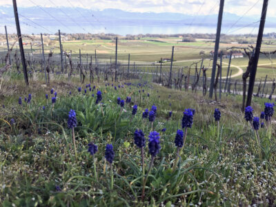 Mont-sur-Rolle Weinberg