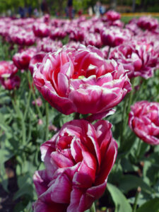 Tulpen