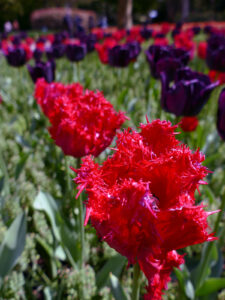 Tulpen