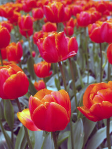 Tulpen