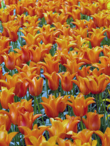 Tulpen