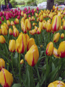 Tulpen