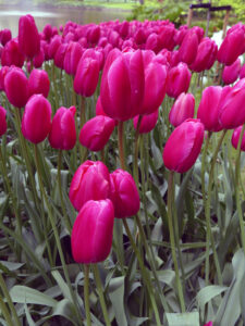 Tulpen