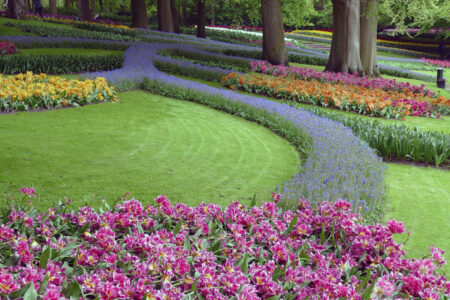 Tulpen im Keukenhof