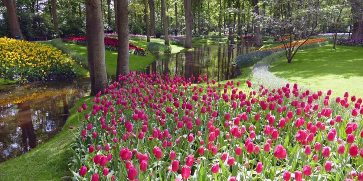 Tulpen im Keukenhof