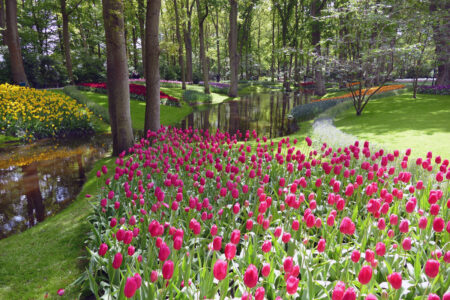 Tulpen im Keukenhof