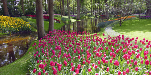 Tulpen im Keukenhof