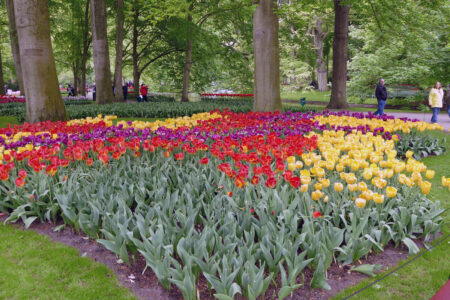 Tulpen im Keukenhof