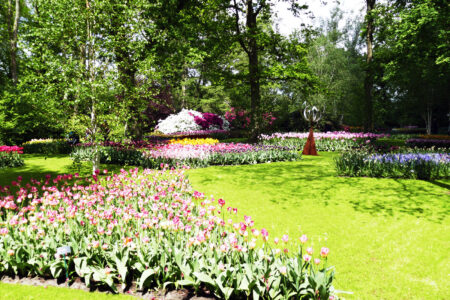 Tulpen im Keukenhof