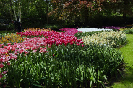 Tulpen im Keukenhof