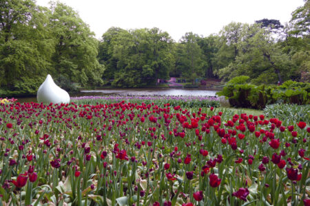 Tulpen im Keukenhof