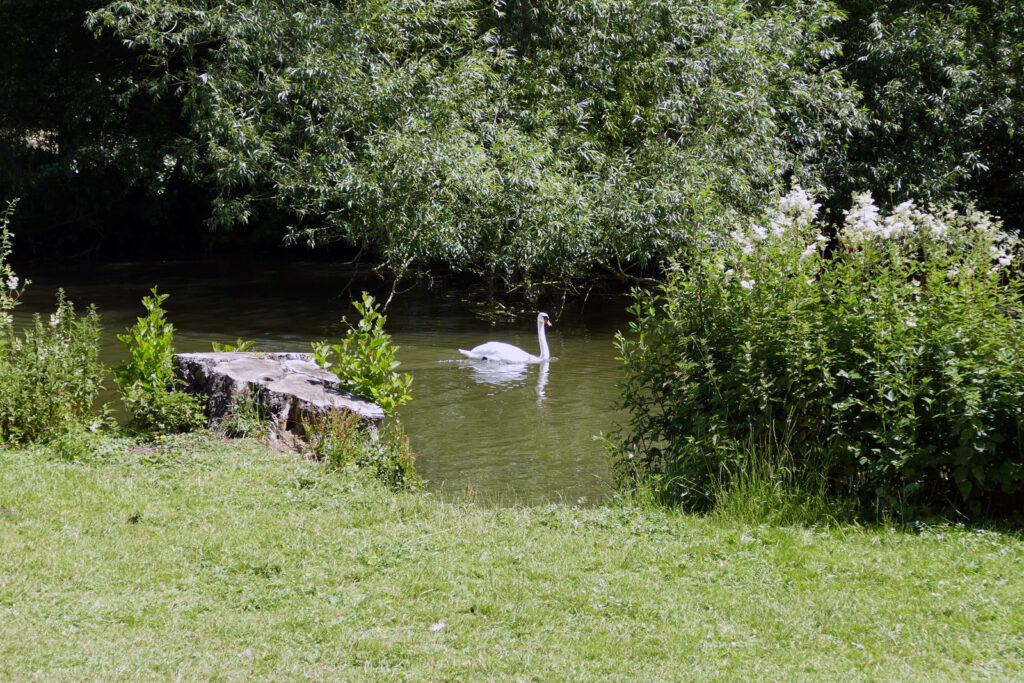 Schwan in Oxford