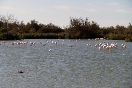 Camargue Flamingos