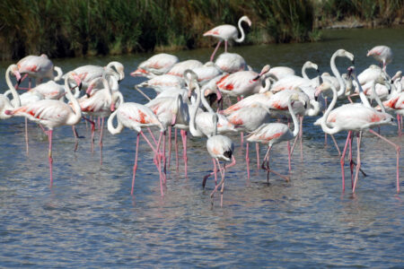 Camargue Flamingos