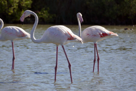 Camargue Flamingos