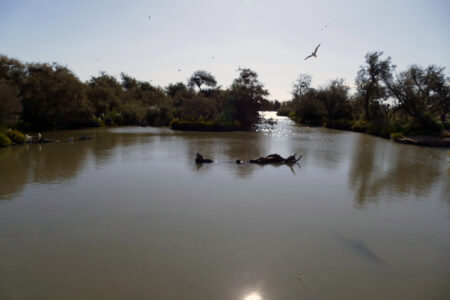 Camargue Nationalpark