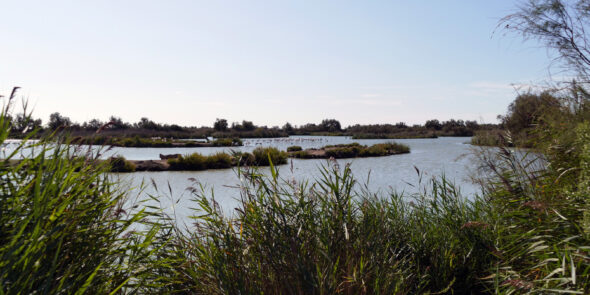 Camargue Nationalpark