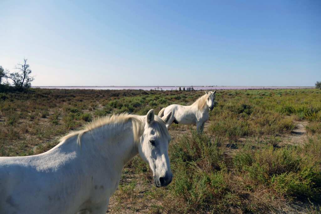 Camargue Pferde