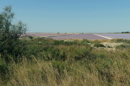 Camargue Saline