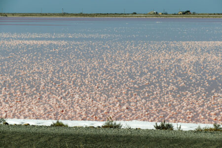 Camargue Saline